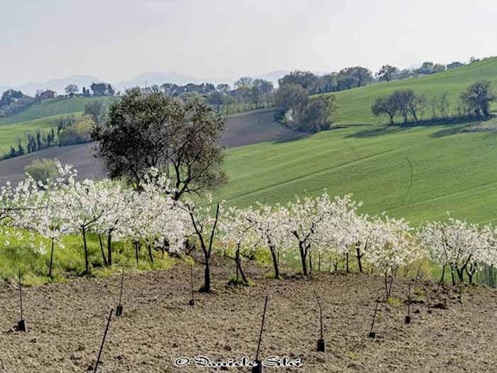 cantine cardinale