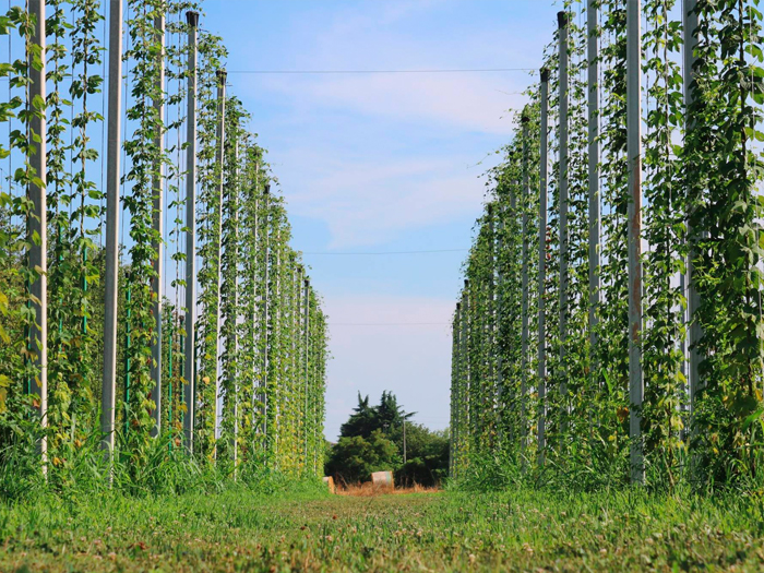 luppoleto birra antoniana