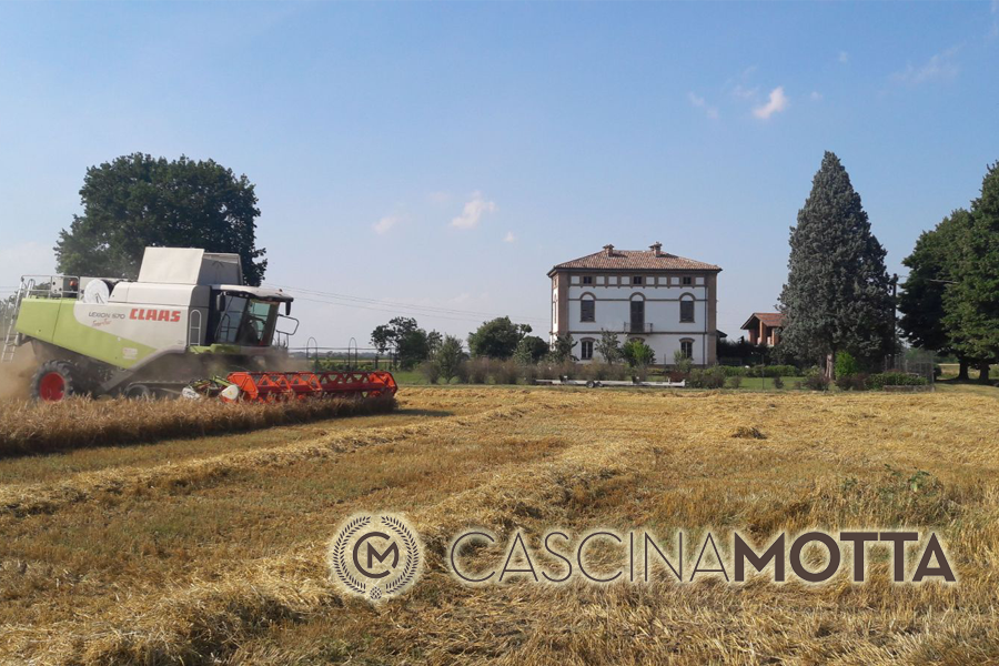 trebbiatura 2019 cascina motta