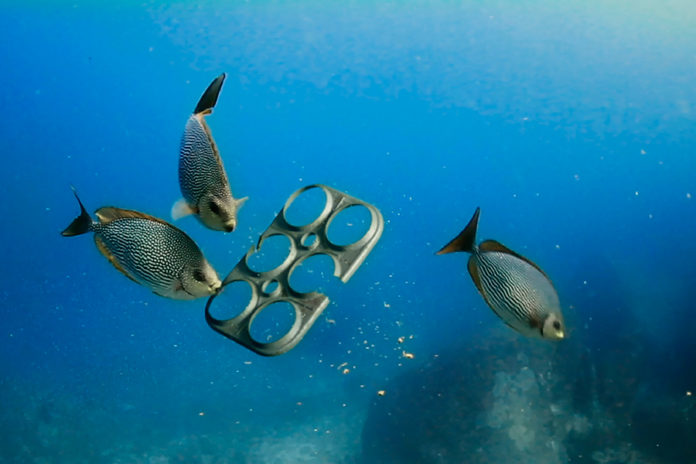 saltwater birra eco