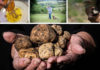 Tutto sul tartufo, dalla caccia alla degustazione