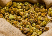 Nel luppolo della birra molecole utili contro l’Alzheimer