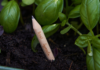 Arriva il “Pizza Pencil Pack” di SproutWorld